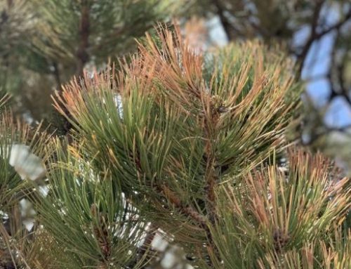 What’s Wrong With My Pine Trees?