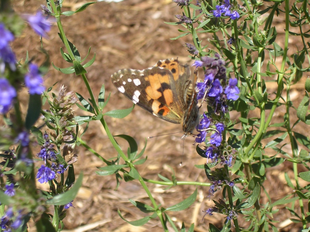 Painted Lady Butterfly on Flowers