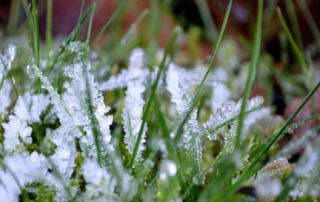 Ice Coated Grass