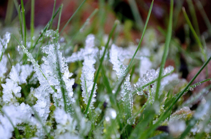 Ice Coated Grass